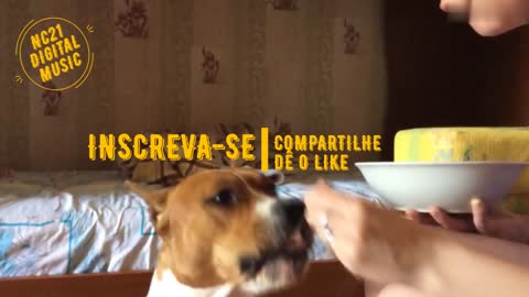 Funny Videos of Dogs, Cats and other Animals - Dog and Cat Eating and Drinking Candy from the Spoon