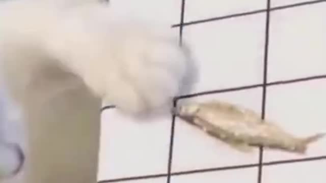 Cute Cat Plays Fish