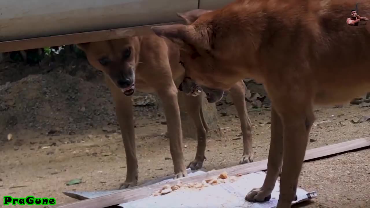 Funny Mirror Prank on Dog - Funny Reactions.