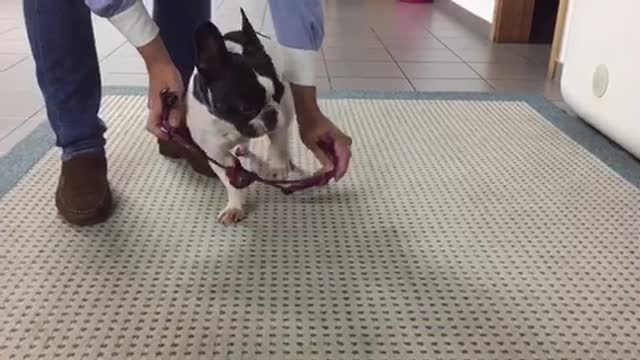 Pup lifts its paws to wear harness for a walk