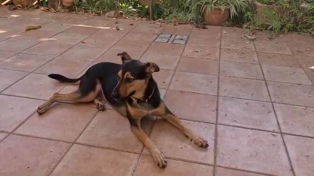 There are cats and dogs, funny, funny, laugh, relax