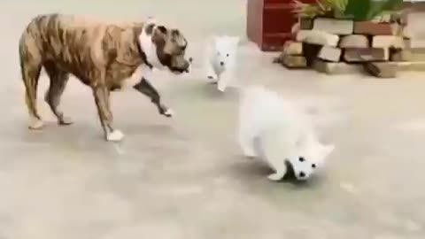 Pitbull 😠 Push the Puppy | Cutest Overloaded |