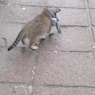The cat attacked the pigeon