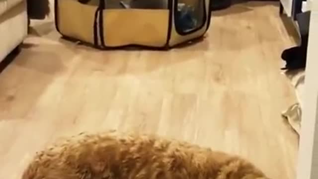 Cute and funny dog video