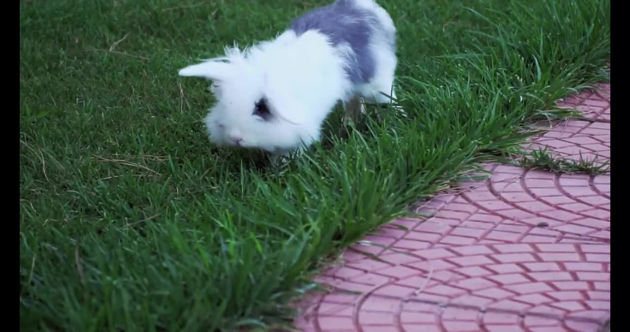 Cute Rabbit Videos | Animal Videos For Mind Relaxing