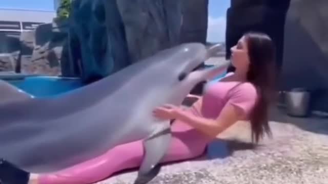 Dolphin love video