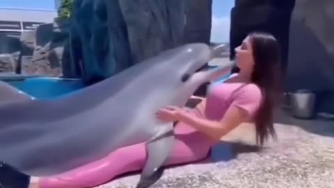 Dolphin love video