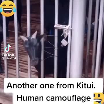 Look at a camouflage goat