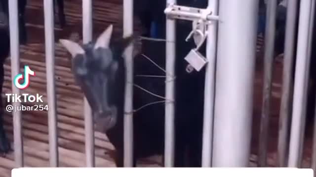 Look at a camouflage goat