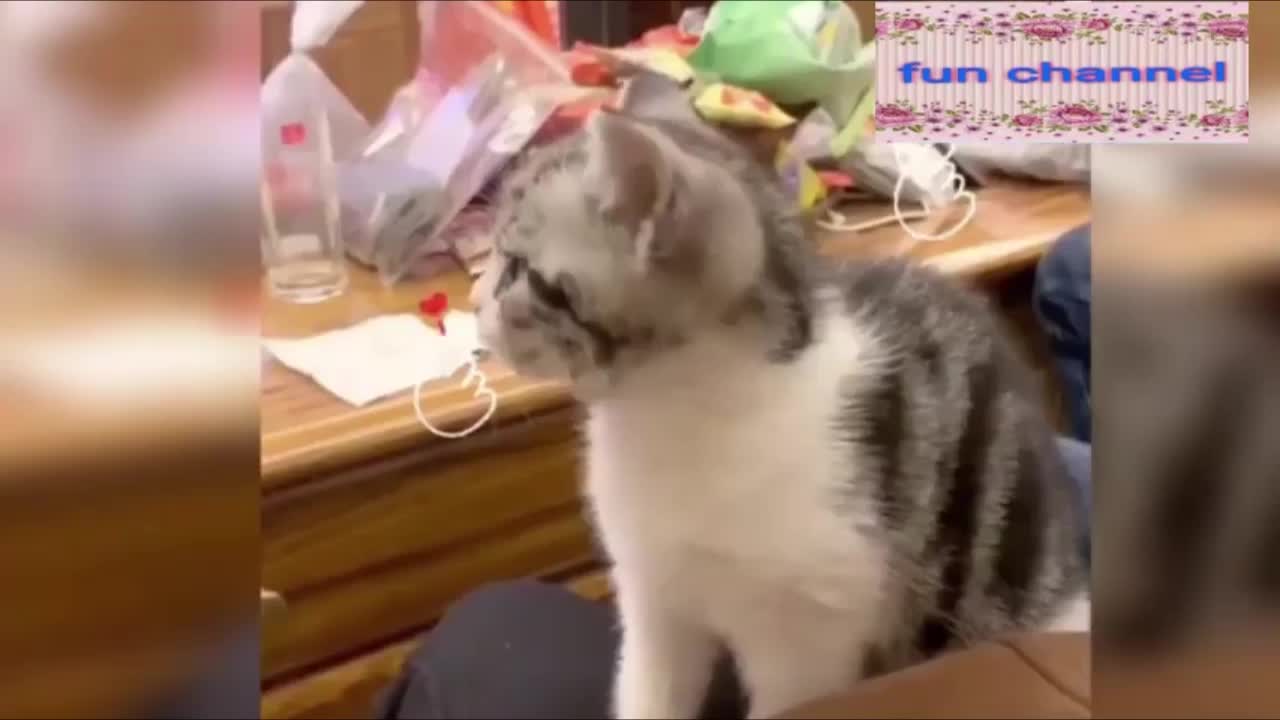 FunnyCats Mini Ep10