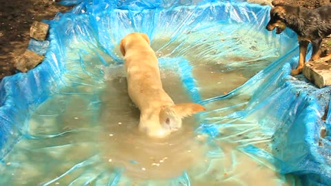 And we just wanted to make a pond ... but ...))))) 🤣Funny Dog Videos