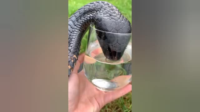 Have you seen a thirsty snake? If not, here you go!💧🐍