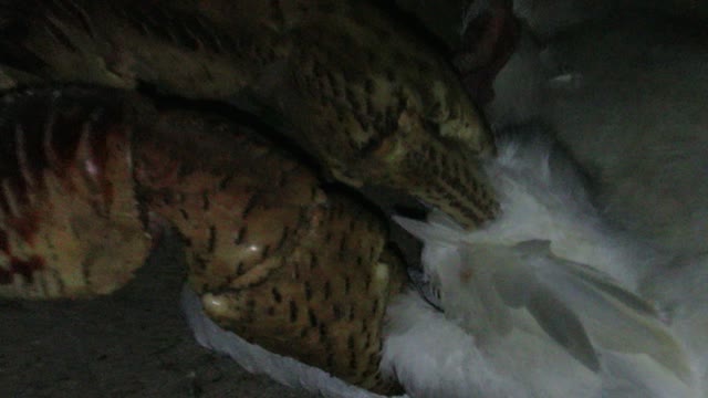 Coconut Crab Attacks Bird