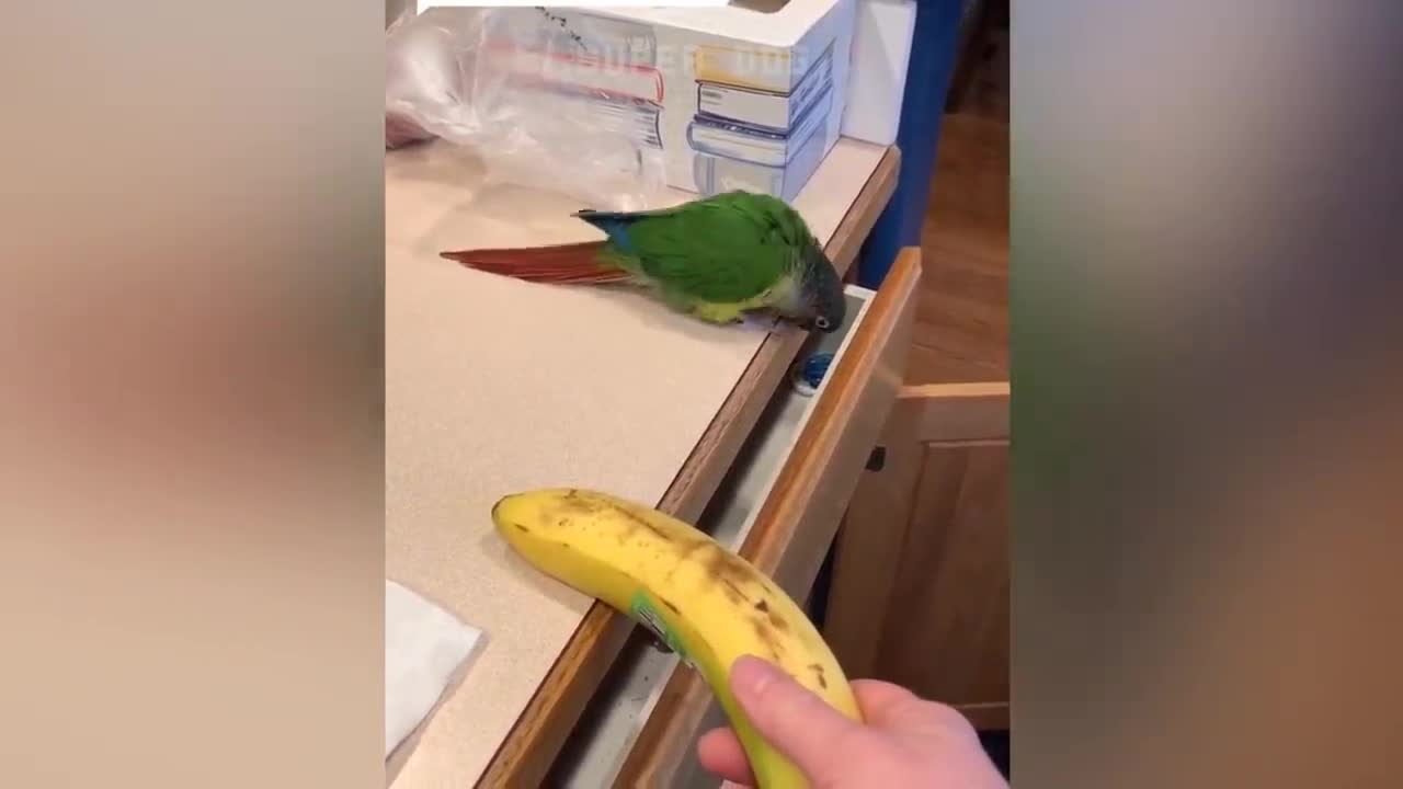 Smart And Funny Parrots - Parrot Talking Videos Compilation