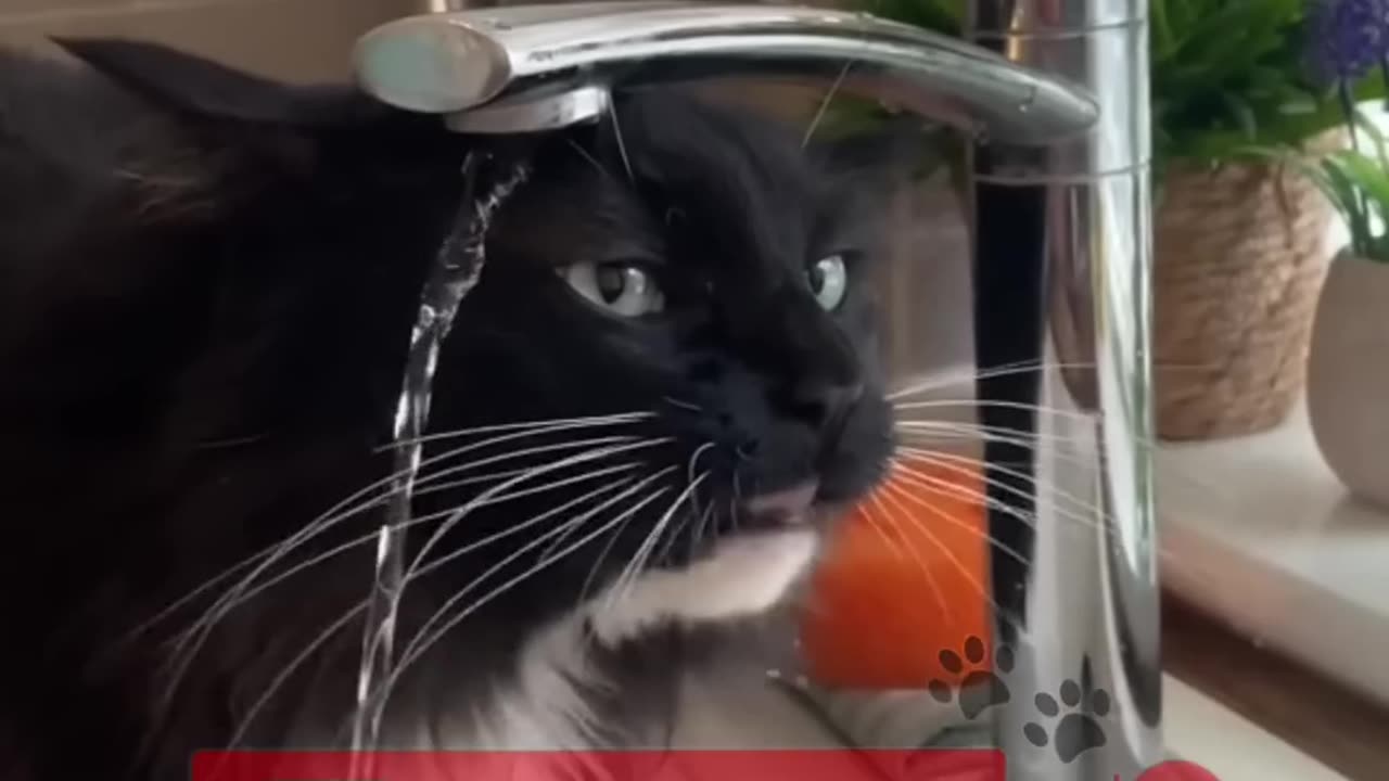 Funny Animal cat and dog video