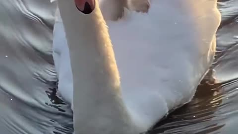 Two cygnets sat on their mother's back