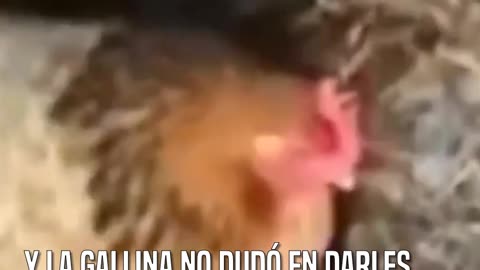 Una Gallina da su amor de madre a 4 gatitos