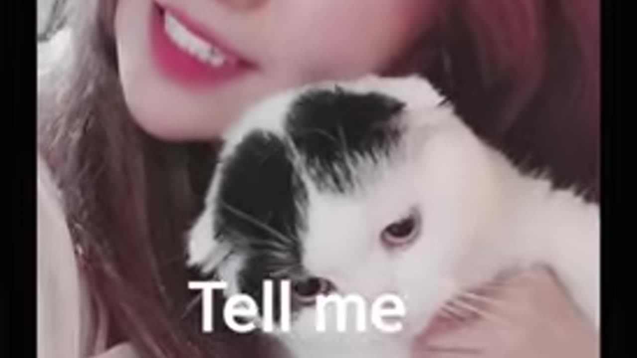 Korean cats meowing