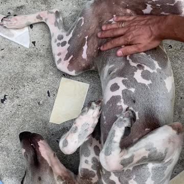 #Relax my friend #Very cute #dog