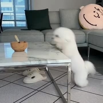 The little white dog plays with the owner of the house in a funny way. He wants to taste the food