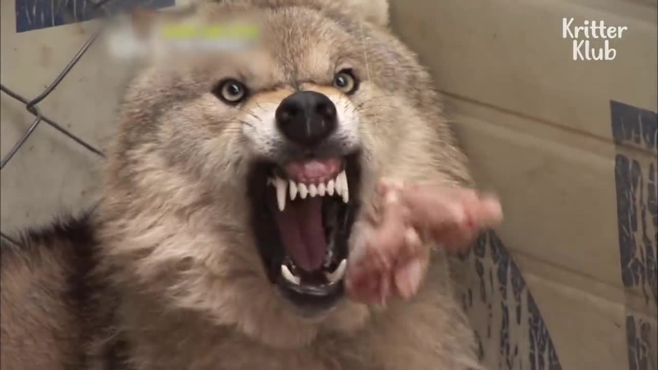 Girl Checking A Wolf's Teeth Ended Up As.. (Part 1) | Kritter Klub