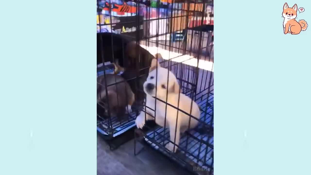 Cute funny and smart dogs