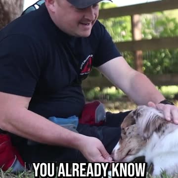 What Makes a Great Dog Trainer