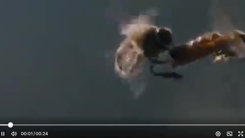 Honey Bee Mating