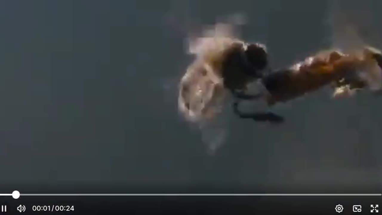 Honey Bee Mating