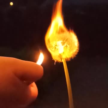 Dandelion burning slowmo