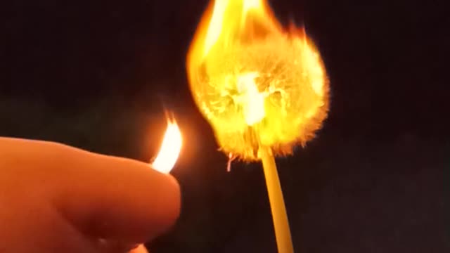 Dandelion burning slowmo