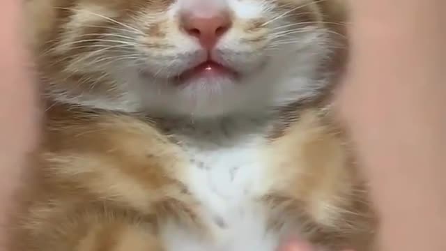 Beautiful cat can't wake up.