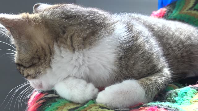 Kitten Rudolph Is Sleepy in the Morning