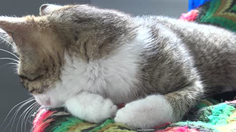 Kitten Rudolph Is Sleepy in the Morning
