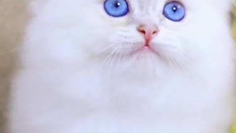 Cute cat