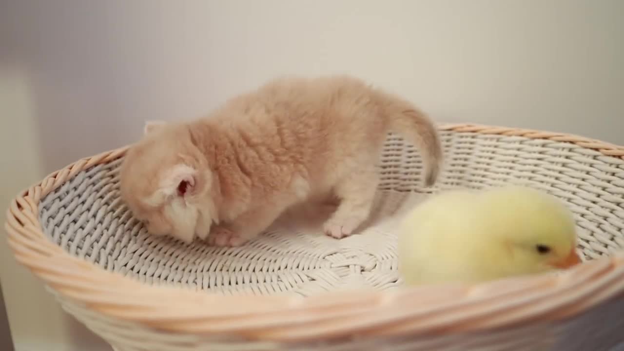 Kittens plays with a tiny chicken