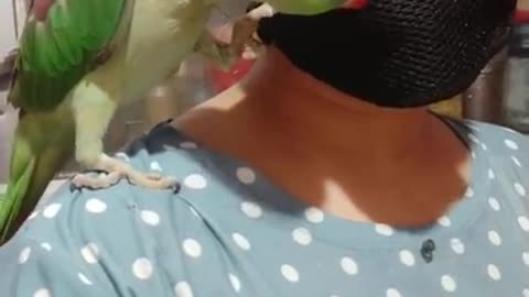 Parrot Angry for Mask | Fully rudly behavior Parrot | cute birds | new video for new birds