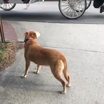 Dogs’ First Experience with Horse and Carriage