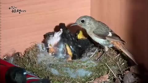 Birds are very careful about keeping their nests clean.