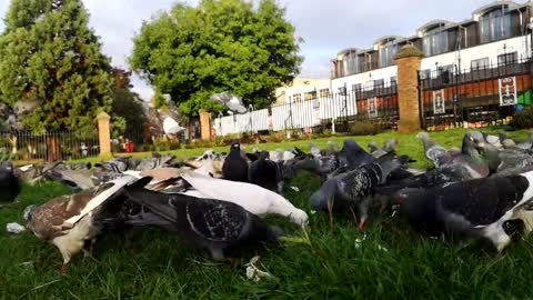 A Large Flock Of Pigeons Landing On A Lawn Grass For Food In a Time Lapse Video.