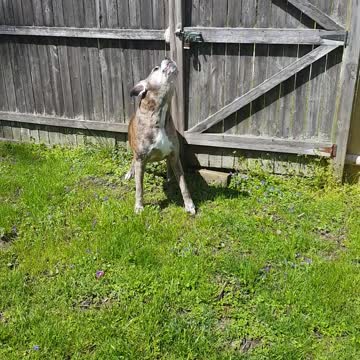 Boxer Dog Howls With The Alarm