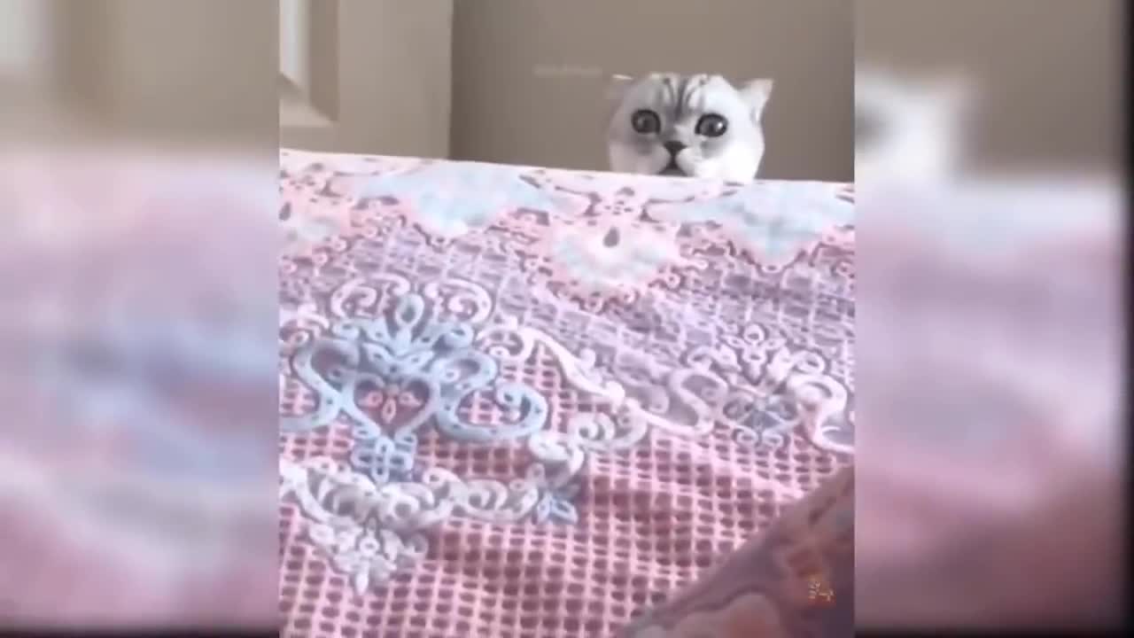 funny cats Change your Mind 2021 fofinhos