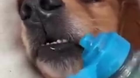 Cats and dogs funny video moment