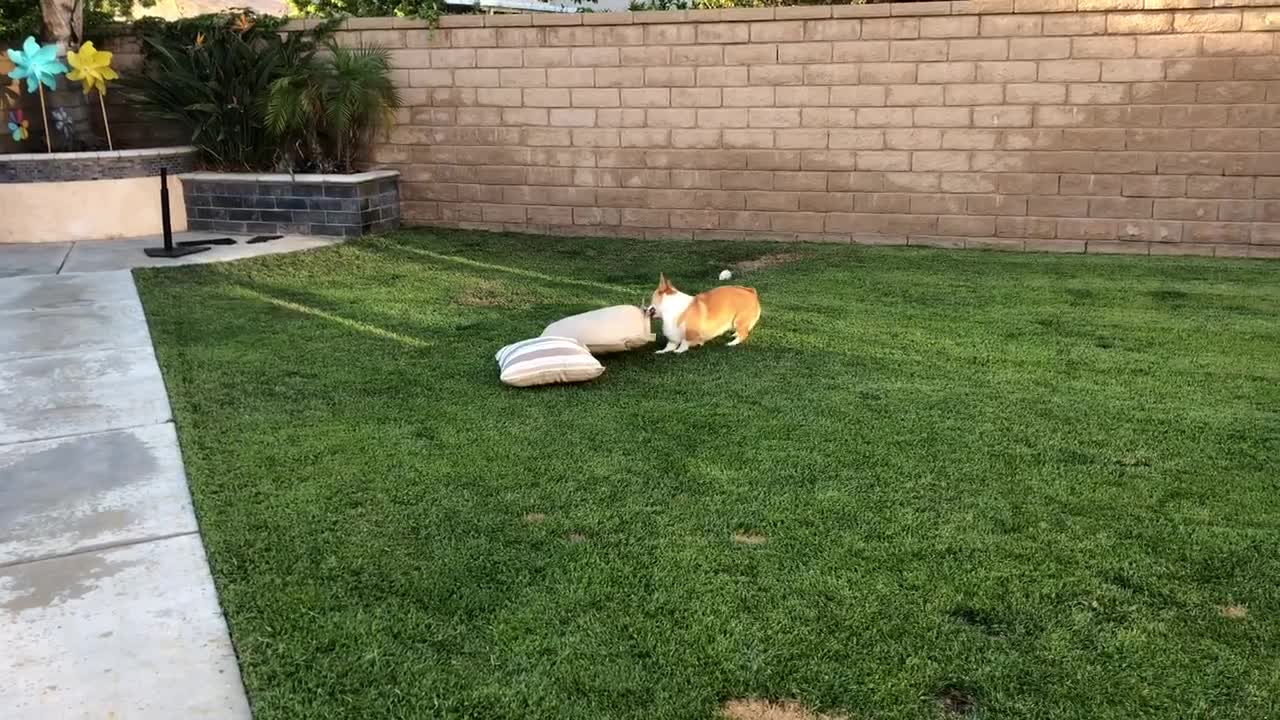 Natalia and her best pal Chloe the Corgi.