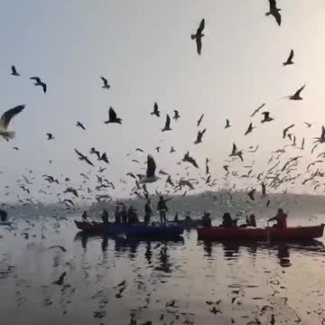 Beautiful view of seagulls flying near river