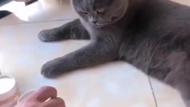 Funny cat video
