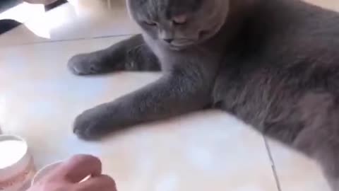 Funny cat video