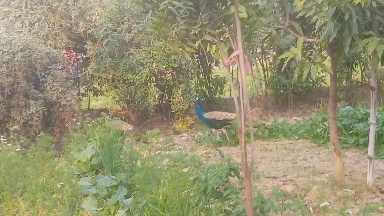 Indian national bird