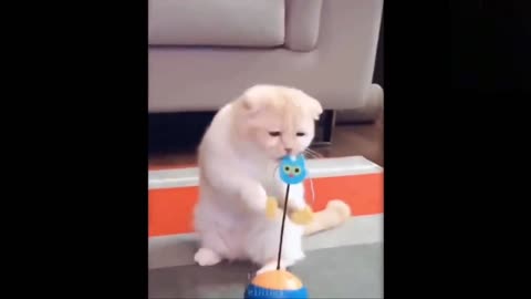 Funny cats