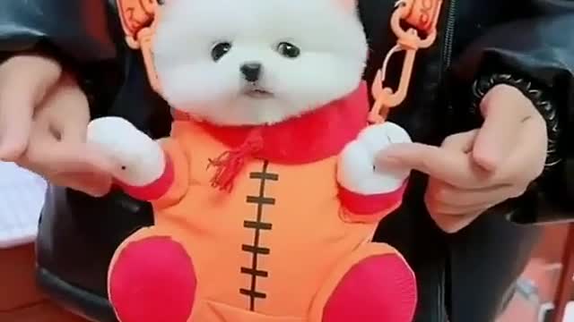 Cute puppies🥰🐶🥰🥰🐶